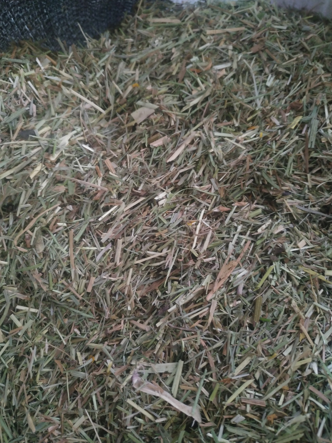 Oroua Downs TEFF Chaff