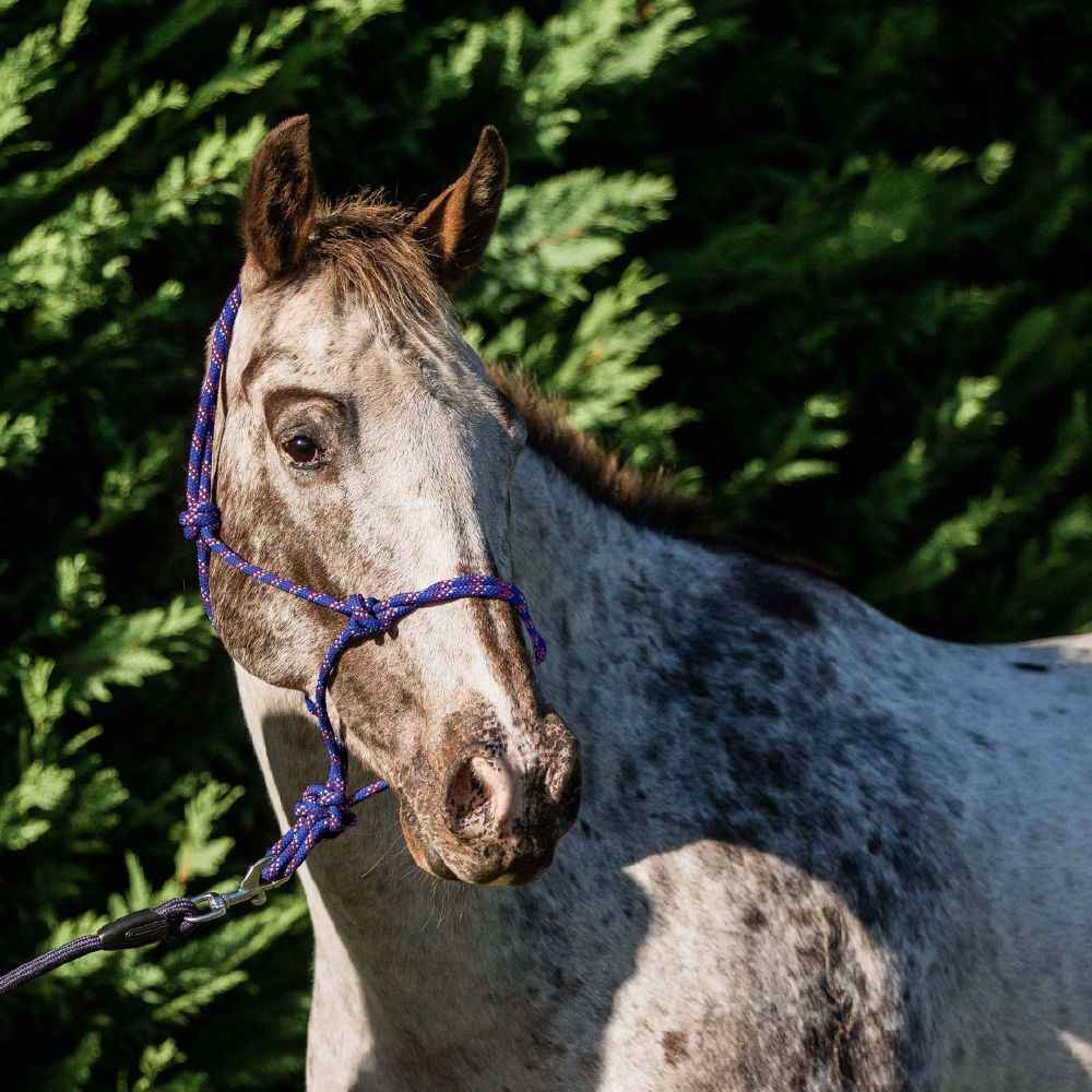 Flair Rope Multi Fleck Halter - Red Barn Supply Company