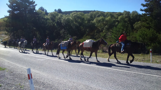 Spring Feeding Tips for Horses: Getting Your Herd Ready for the Season