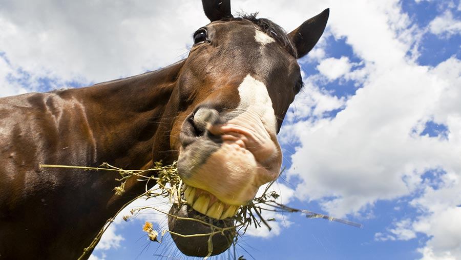 Horse feed
