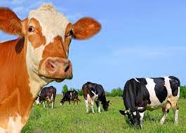 Farm yard products