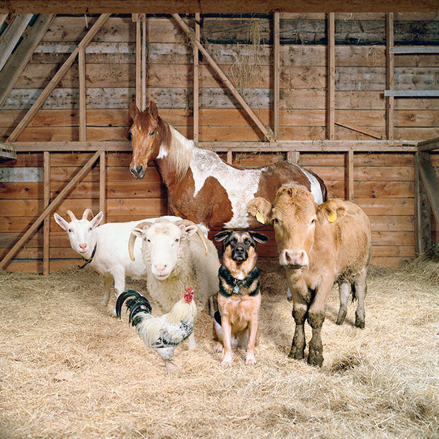 Livestock feed