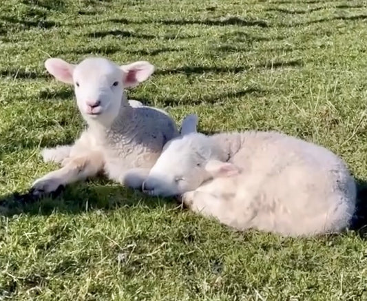 Lambulence Orphan Lamb Kit
